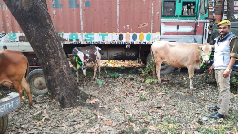 4 गोवंशीय पशु बरामद,चालक फरार