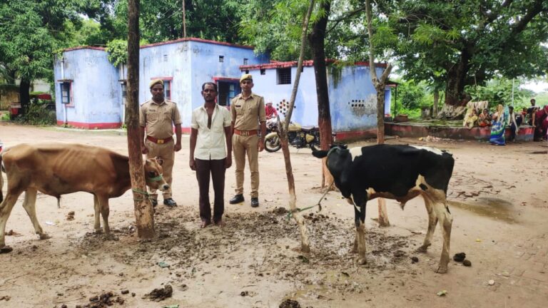 दो बछड़े के साथ एक तस्कर गिरफ्तार दूसरा फरार