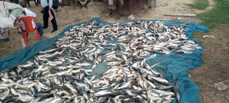 पोखरे में जहर डाल कर मछलियों को मारने का आरोप