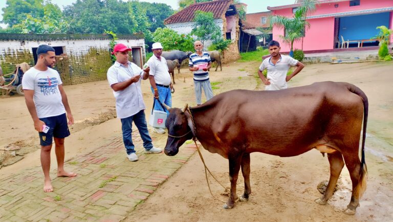 लम्पी से बचाव के लिए टीकाकरण एवं साफ सफाई है जरूरी
