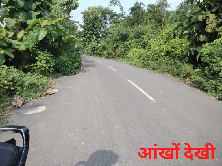 कटसहरा–मगहर मार्ग पर पेड़ों-पौधों के अतिक्रमण से बढ़ा खतरा