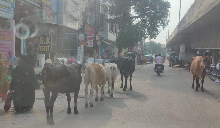 छुट्टा पशुओं से बेहाल जिला मुख्यालय, जाम और हमलों से लोग परेशान