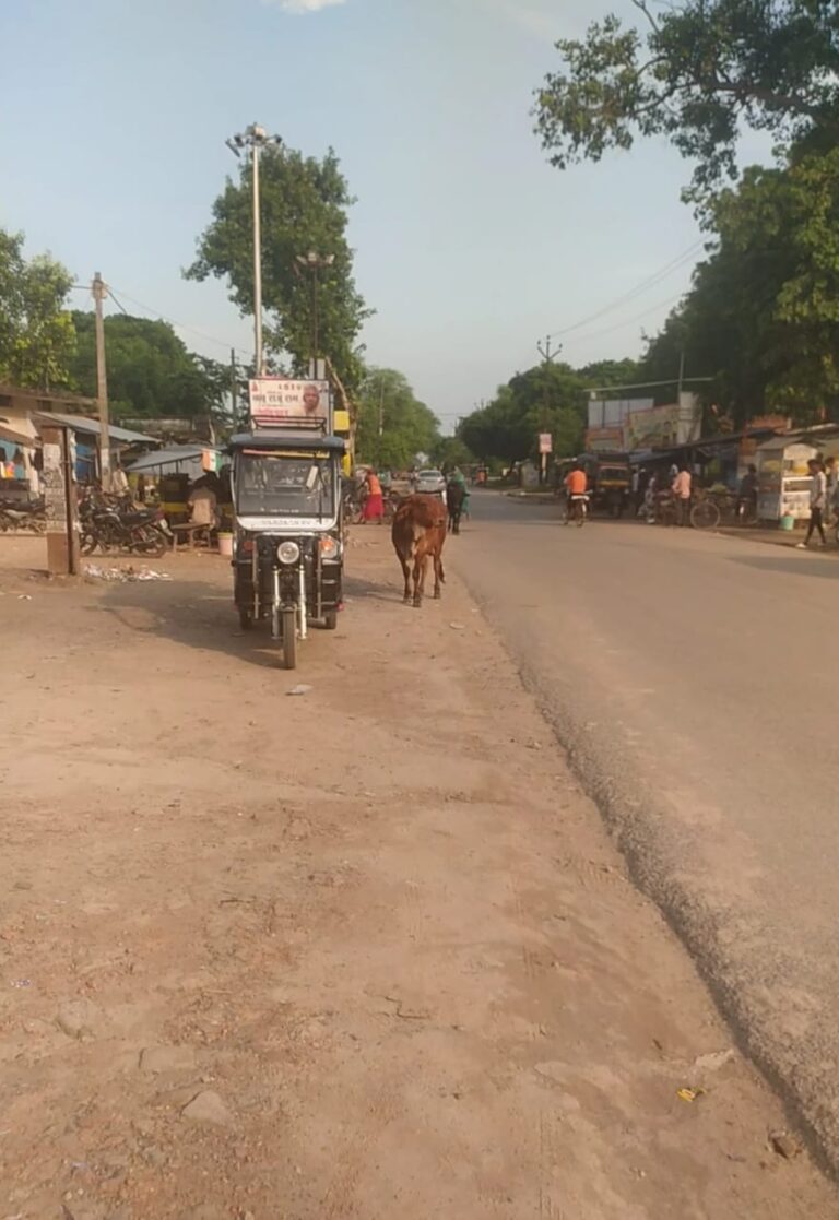 सड़कों पर आवारा पशुओं का आतंक, हादसों का बना कारण