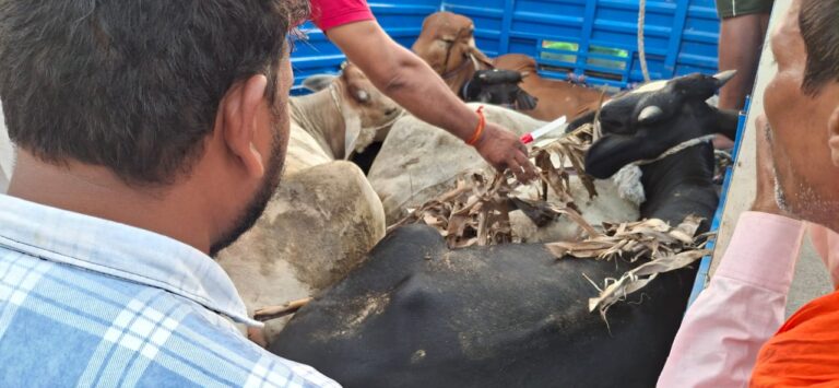 गोवंश लदी पिकअप को ग्रामीणों ने पकड़ा,तस्कर फरार