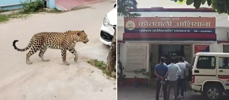 Lucknow News: एआई से तेंदुए की फर्जी फोटो वायरल, युवक गिरफ्तार; स्कूल में मची अफरा-तफरी