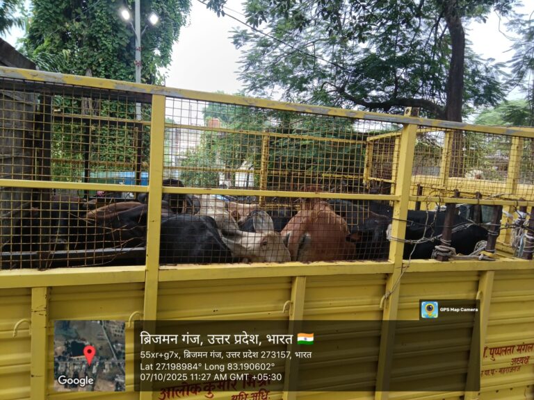 नगर पंचायत बृजमनगंज की सराहनीय पहल: 10 गोवंश गौ सदन पिपरा परसौनी भेजे गए