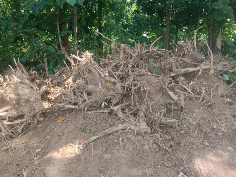 बहराइच में ठेकेदार ने अवैध रूप से काटे सागवान के पेड़, वन विभाग ने जांच के दिए आदेश