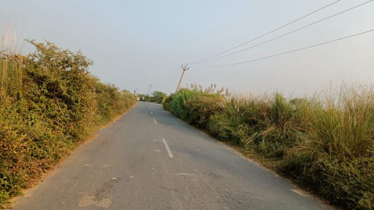 खतरे की सड़क! मोहरीपुर–सिहोरवा मार्ग पर कांटेदार झाड़ बने मौत का जाल