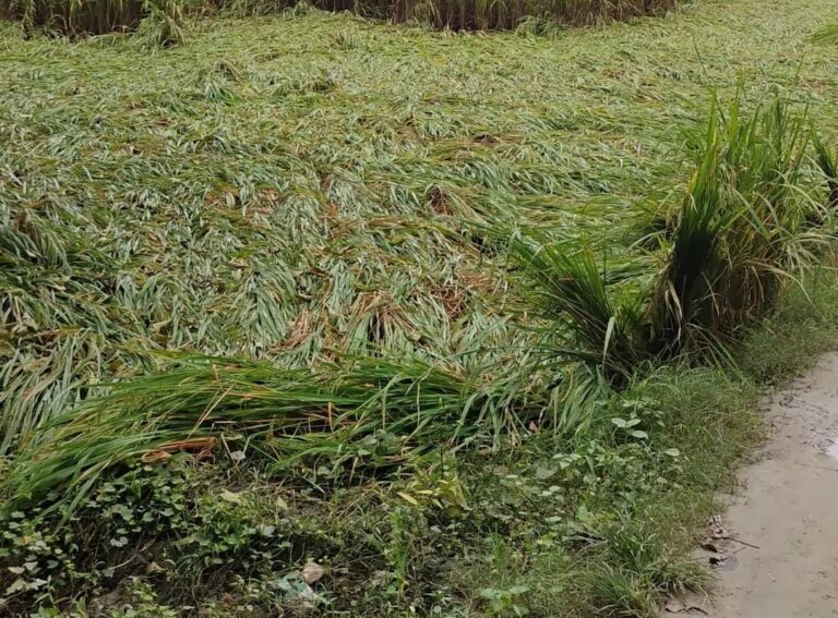 बारिश से धान की फसल बर्बाद, किसानों के चेहरे मुरझाए