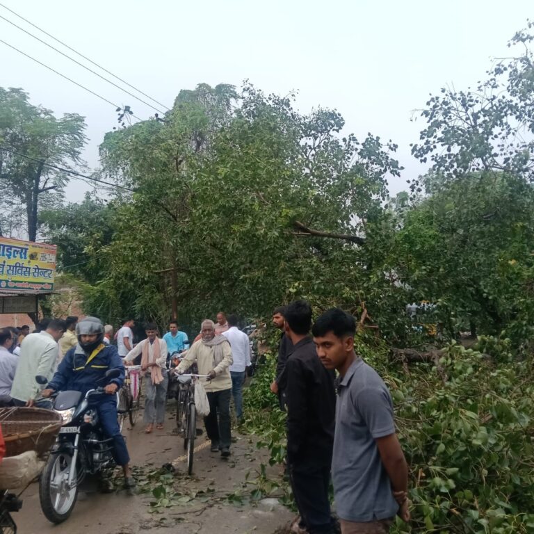 पटखौली में गिरा विशाल पीपल का पेड़, घंटों जाम में फंसे वाहन