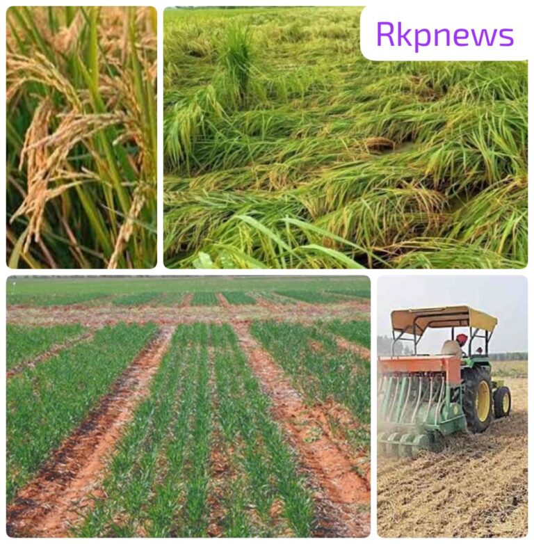 🌾 खरीफ के बाद अब रबी की तैयारी—जानिए कैसे करें सफल बुआई, जोताई, खाद व सिंचाई की पूरी जानकारी