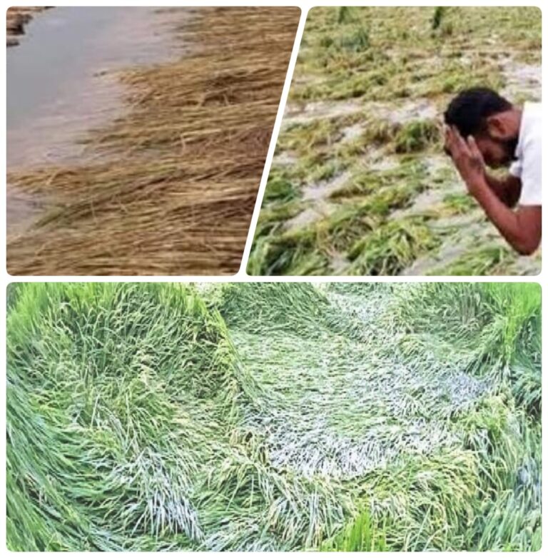 बरसात से धान की फसल बर्बाद, किसानों की बढ़ी चिंता