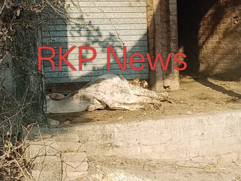 इंसानियत बेमौत मरी — मृत गाय को नहीं मिला अंतिम संस्कार