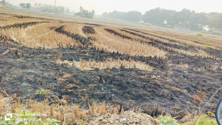 पराली का धुआं बना सिरदर्द: अफसर खेतों में दौड़ रहे, किसान कागजी कानूनों के बोझ तले कराह उठा