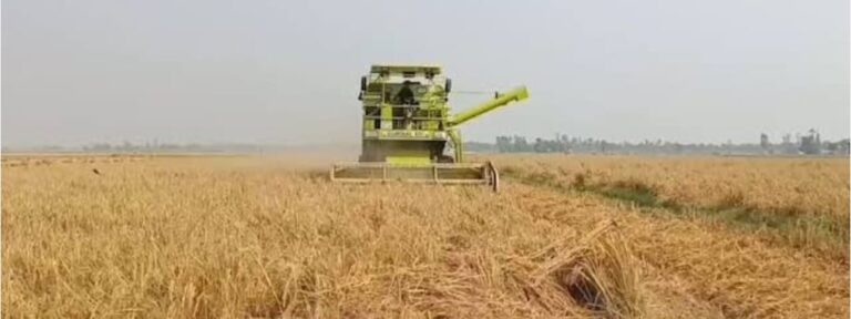 कटाई में नई मुश्किलें, पराली से निपटने की समस्या— धान की जड़ ने बढ़ाई किसान की चिंता, खेती का भविष्य सवालों में