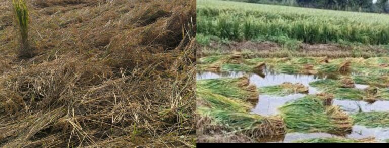 🌾 देवरिया में बेमौसम बारिश से फसलें चौपट, किसानों की निगाहें मुआवजे पर — जमीनी स्तर पर अधूरा सर्वे बढ़ा रहा चिंता