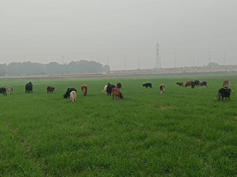 छुट्टा पशुओं के आतंक से प्रशासन से स्थायी समाधान की मांग
