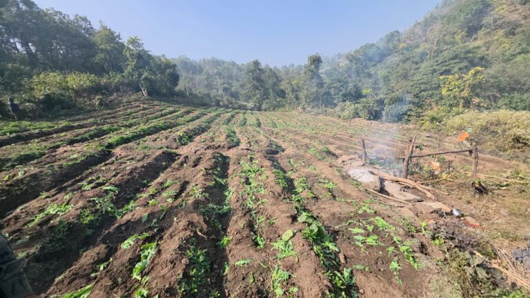 प्रशासन की बड़ी कार्रवाई: 50 एकड़ में लगी अवैध अफीम की खेती नष्ट