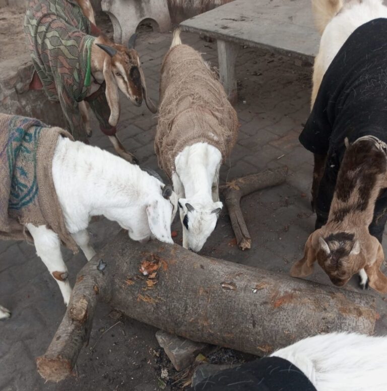 कुर्थीजाफरपुर में प्रतिबंधित हरी लकड़ी कटान, ठेकेदार पर कार्रवाई के निर्देश