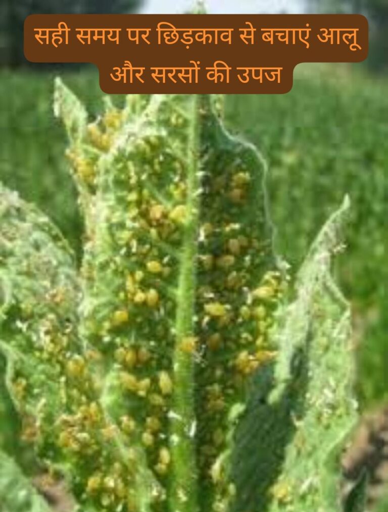 सही समय पर छिड़काव से बचाएं आलू और सरसों की उपज