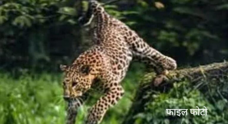 अंधेरे में मौत की दस्तक: खेत और पोखरी के पास तेंदुए का हमला, इलाके में हाई अलर्ट