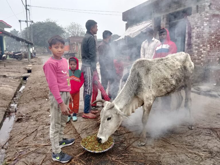 कड़ाके की ठंड में आवारा गोवंश बेहाल, ग्रामीणों ने संभाला मोर्चा