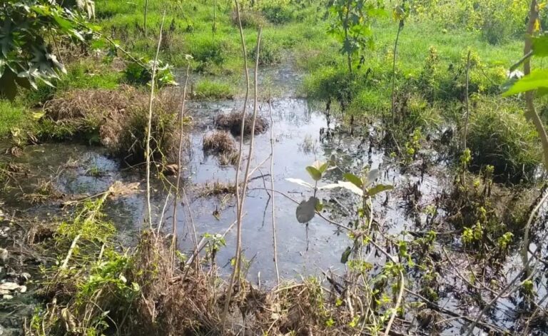 देवरिया: प्यासी गांव की दलित बस्ती में जलजमाव, ग्रामीणों ने चंदे से संभाली व्यवस्था