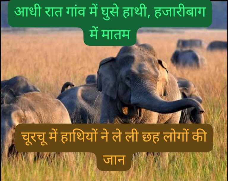 हाथियों का आतंक: चूरचू प्रखंड के आंगो गोंदवार भुइया टोली गांव में 6 की मौत, दो मासूम शामिल