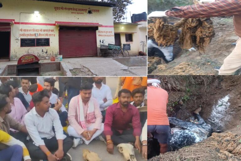 गौशाला अव्यवस्था पर महाराजगंज में सड़क पर उतरे संगठन