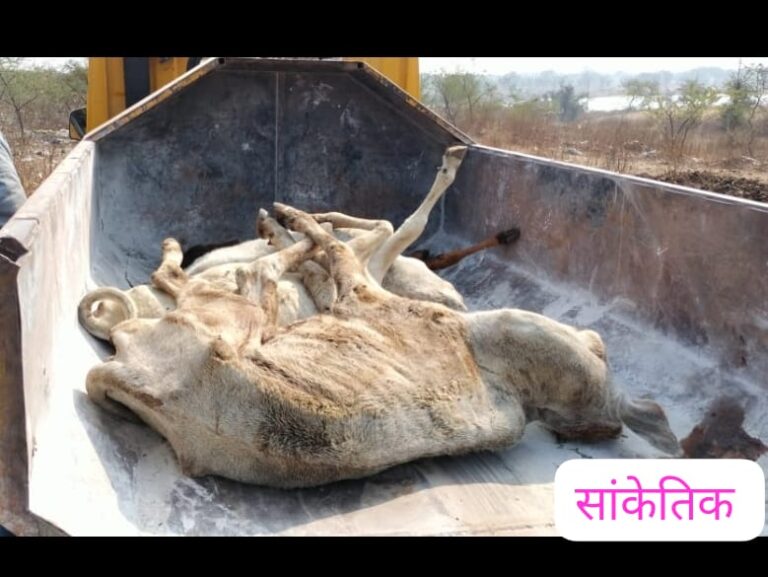 गौआश्रय स्थल मामले में तीन सदस्यीय जांच समिति, दोषियों पर होगी कार्रवाई