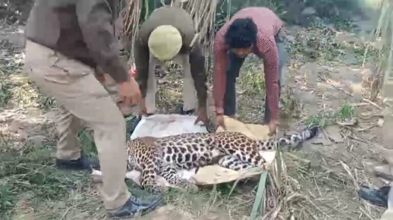 घायल तेंदुए की मौत से जुम्मन पूरवा में दहशत