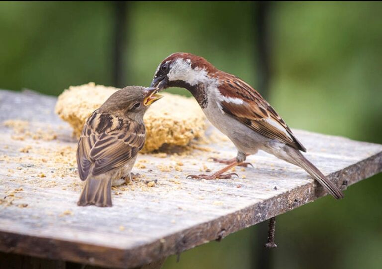 महराजगंज में घटती गौरैया की चहचहाहट: क्या हम बचा पाएंगे यह नन्ही मेहमान?