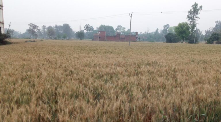 बदला मौसम: बारिश से राहत, फसलों को नुकसान