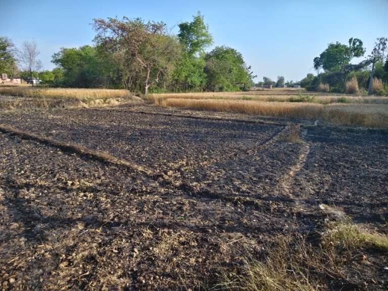 हाई टेंशन तार से निकली चिंगारी, एक बीघा गेहूं की फसल जलकर राख