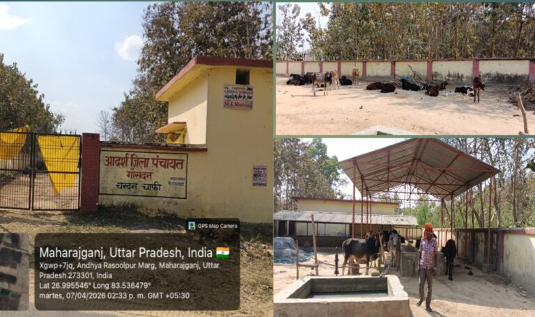 अंधेरे में गौ सेवा: बिजली, पानी और चारे के बिना जूझता गौ सदन