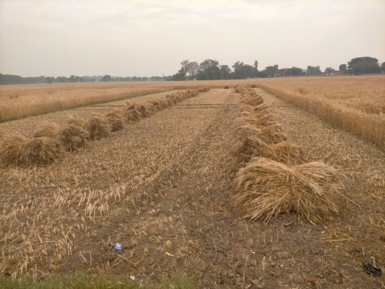 जनपद में बेमौसम बारिश से किसानों की कमर टूटी, रबी फसलें बर्बाद — मुआवजे की मांग ते