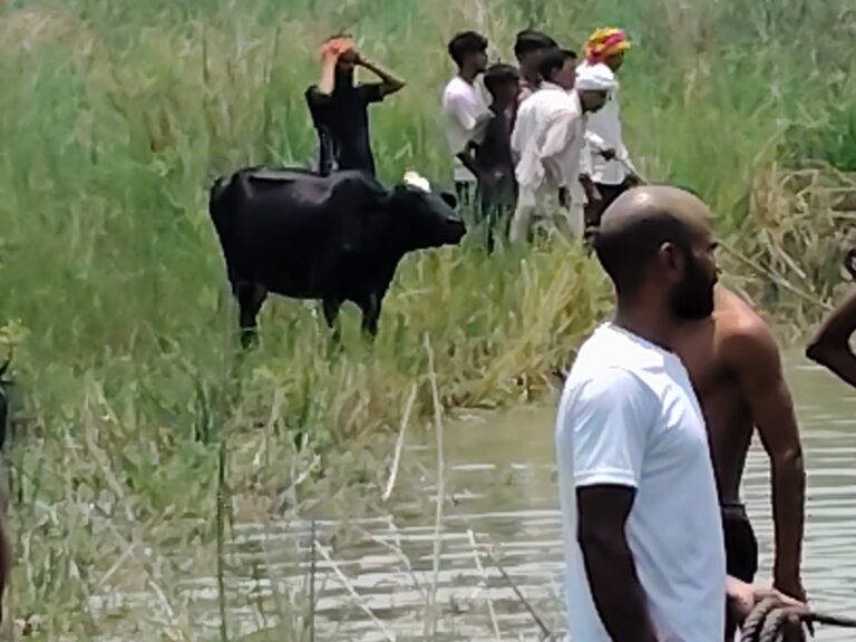 मालिक के इंतजार में पोखरी किनारे डटी रही गाय, दर्दनाक हादसे ने झकझोरा गांव